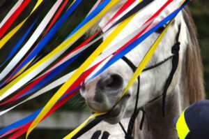 Read more about the article Horse Agility Training Day and Competition 8th August 2015