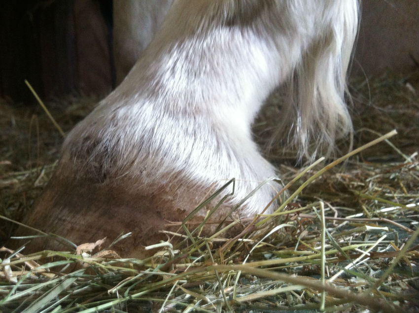Read more about the article Hoof Abscess – symptoms and treatment