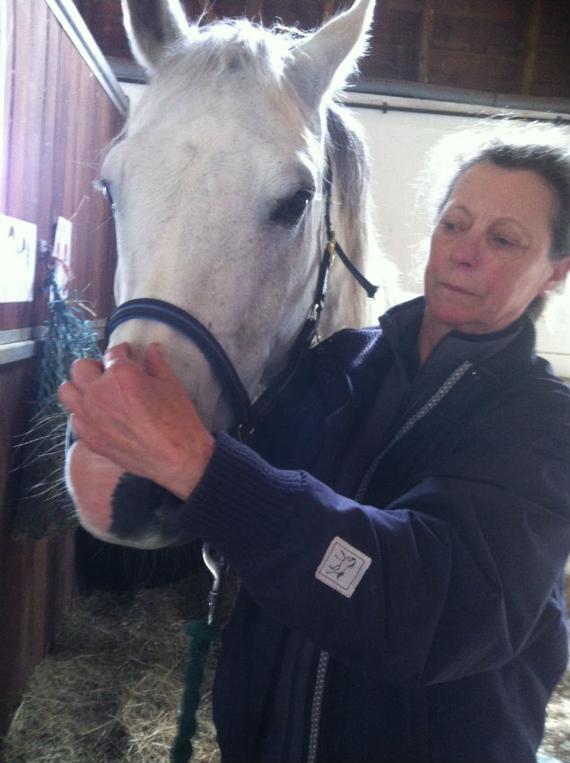 Read more about the article Craniosacral Horse Owners Day June 2015