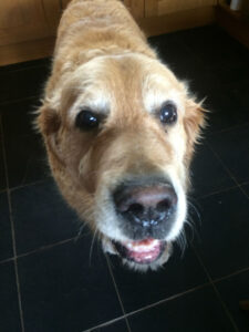 Read more about the article Wet Eczema in Dogs