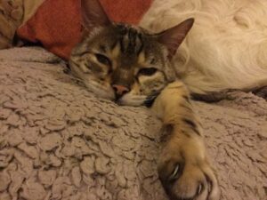Read more about the article Do Animals Take on our Emotions and Stresses and How Can Essences Help Them