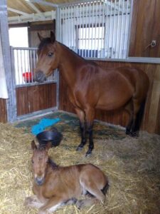 Read more about the article Giving Support During Pregnancy and Birth For Animals