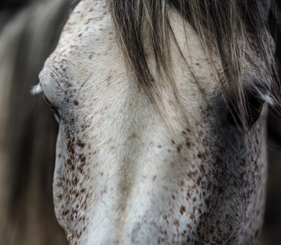 Read more about the article International Equine Touch Awareness Day