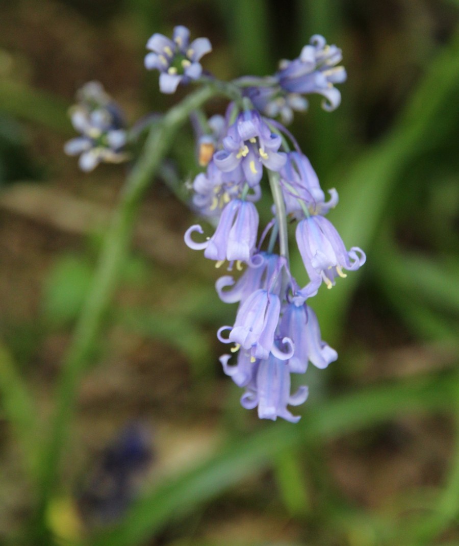 Read more about the article About Brook Farm