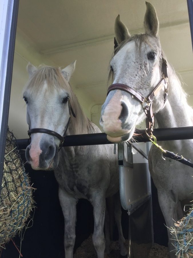 Read more about the article Essences to Help with Transporting Horses and Box Rest