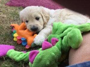 Read more about the article The Importance of Early Experiences for Puppies
