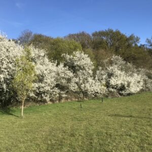 Anima Soul Series – Protect – Blackthorn Blossom
