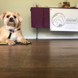 Helping the Nervous, Unconfident Dog – Tuesday 24th September 10 till 11.30